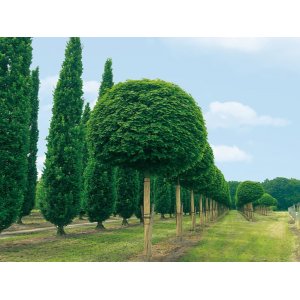Javor mliečny (Acer platanoides) ´GLOBOSUM´ - výška 200-250 cm, obvod kmeňa 4/6 cm, kont. C10L 